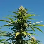 Planta de cannabis Bubba Kush Auto en floración al aire libre.