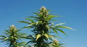 Planta de cannabis Bubba Kush Auto en floración al aire libre.