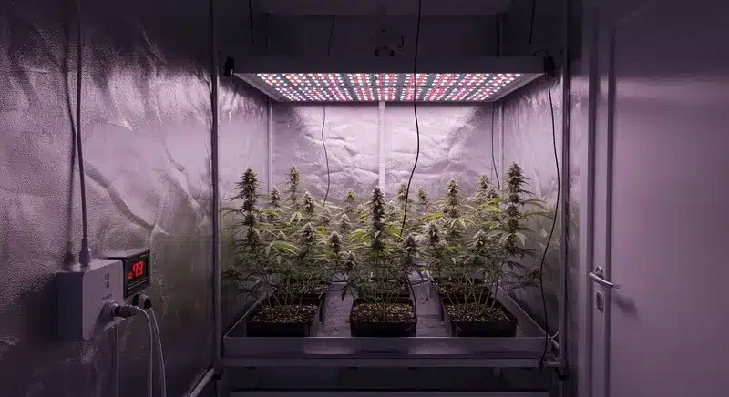 Sala de cultivo interior con varias plantas de cannabis Bubblegum Cookies bajo panel LED, un entorno controlado que favorece un crecimiento uniforme y una floración estable.