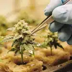Planta de cannabis Bubblegum Cookies en lana de roca durante floración.