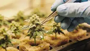 Planta de cannabis Bubblegum Cookies en lana de roca durante floración.