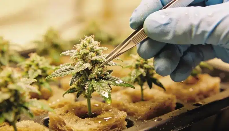 Planta de cannabis Bubblegum Cookies en lana de roca durante floración.