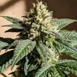 Cogollo de cannabis Bubblegum Regular en floración.