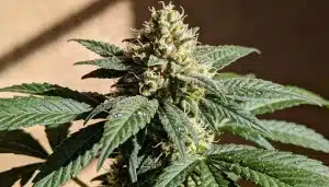 Cogollo de cannabis Bubblegum Regular en floración.