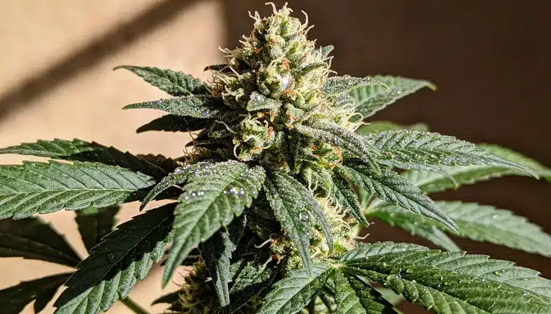Cogollo de cannabis Bubblegum Regular en floración.