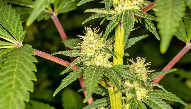 Cake Bomb mostrando cogollos densos en ramas secundarias. Variedad de buen rendimiento y abundante producción de tricomas en floración.