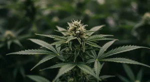 Cultivar cannabis autofloreciente en casa paso a paso.