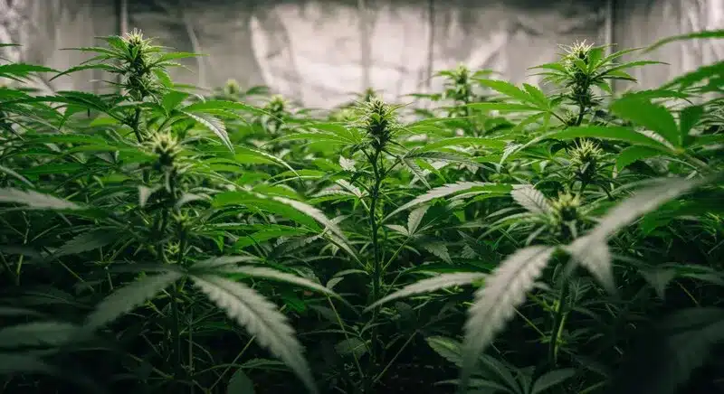 Plantas de cannabis creciendo de forma homogénea en interior: elegir plantas madre sanas en la selección de explantes de cannabis para un cultivo in vitro exitoso y estable genéticamente.