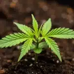 Plántula de cannabis Cheese Cookies en etapa temprana de crecimiento.