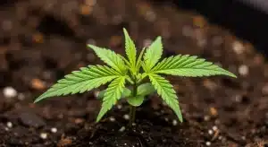 Plántula de cannabis Cheese Cookies en etapa temprana de crecimiento.