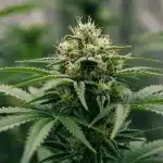 Flor principal de cannabis Cheese Lemon Regular en plena floración.