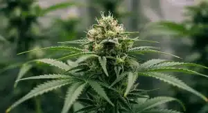 Flor principal de cannabis Cheese Lemon Regular en plena floración.