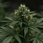 Flor de cannabis Cheesecake Auto en plena floración.