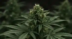 Flor de cannabis Cheesecake Auto en plena floración.