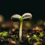 Germinación de semilla de cannabis Chemdog Regular en sustrato.