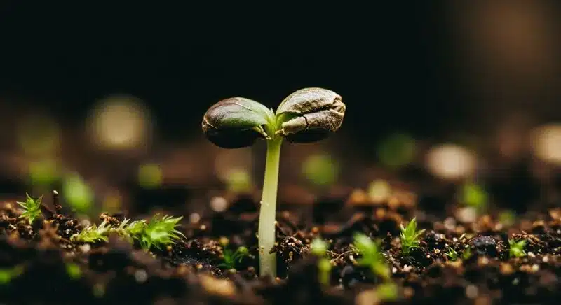 Germinación de semilla de cannabis Chemdog Regular en sustrato.