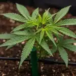 Planta de cannabis Cherry Pie Auto en fase vegetativa.