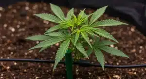 Planta de cannabis Cherry Pie Auto en fase vegetativa.
