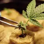 Clon de cannabis Blue Cheese en lana de roca durante propagación.