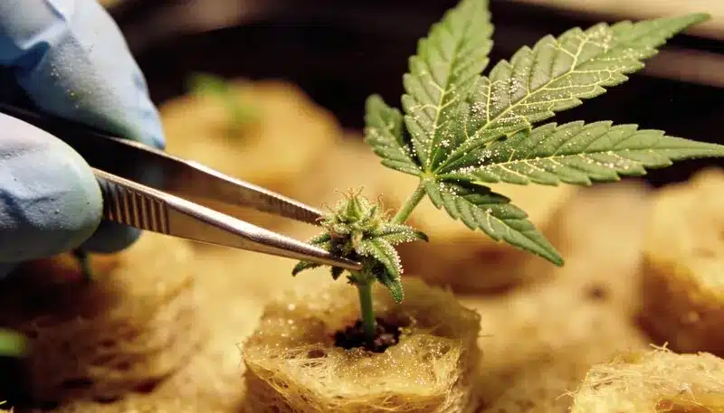 Clon de cannabis Blue Cheese en lana de roca durante propagación.