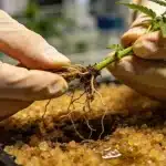 Beneficios del clonaje por cultivo in vitro en marihuana.