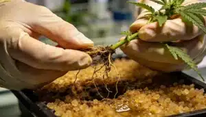 Beneficios del clonaje por cultivo in vitro en marihuana.