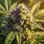 Cogollo Candy Kush x Do-Si-Dos con tonos púrpura.