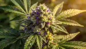 Cogollo Candy Kush x Do-Si-Dos con tonos púrpura.