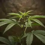 Planta de cannabis Candida CBD en fase vegetativa.