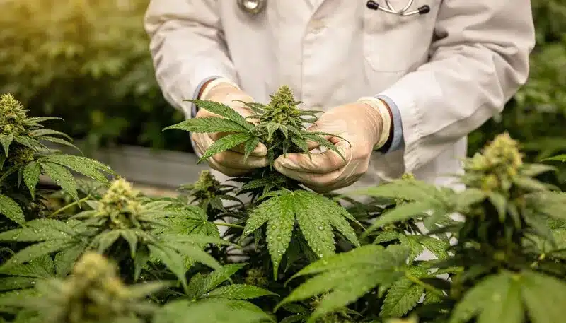 Cuidado manual de una planta de cannabis, consejos para cultivadores de cannabis principiantes como la revisión regular, el manejo suave de las plantas y el aprendizaje progresivo del cultivo.