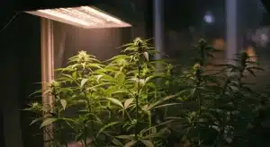 Beneficios de cultivar marihuana en casa con luz artificial.