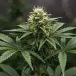 Cogollo central Candy Kush Fast Version.