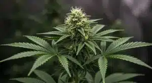 Cogollo central Candy Kush Fast Version.