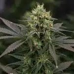 Flor de cannabis Chemdog Auto con semillas en fase de maduración.
