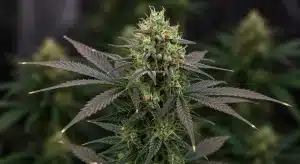 Flor de cannabis Chemdog Auto con semillas en fase de maduración.