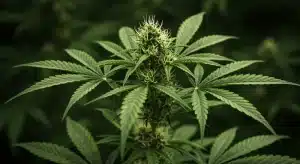 Variedades de menta con floración rápida en cannabis.