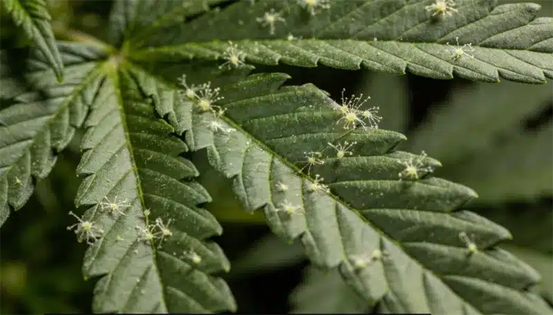 Hoja de la variedad Candy Kush x Do-Si-Dos con abundantes tricomas visibles y estructura saludable. Genética para cultivos que buscan alta producción de resina.