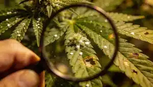 Cultivar marihuana para evitar pesticidas y químicos.