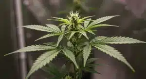 Micropropagación del cannabis para clonación controlada.