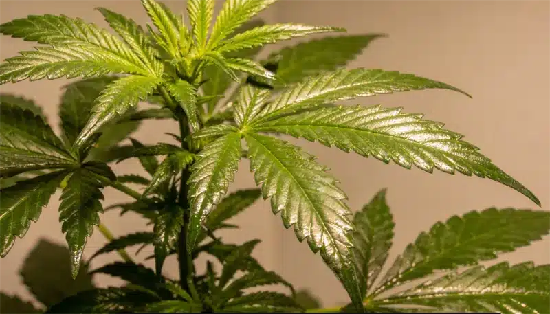 Planta California Orange Regular en crecimiento vegetativo, con hojas verdes brillantes y estructura genética clásica de aroma cítrico intenso y gran estabilidad en cultivo.