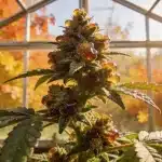 Planta Candy Punch Regular en invernadero.