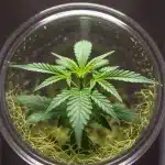 ¿Es mejor el clonaje por cultivo in vitro para cannabis?