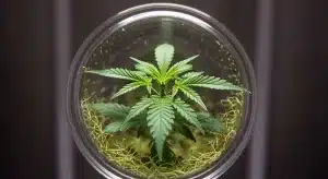 ¿Es mejor el clonaje por cultivo in vitro para cannabis?
