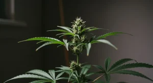 Semillas feminizadas vs autoflorecientes en cultivo doméstico.