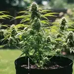 Planta de cannabis Cake Batter cultivada en exterior.