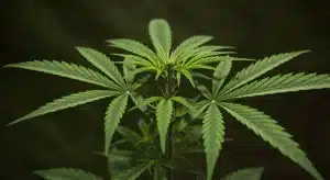Planta de cannabis Cherry Alien Auto en fase vegetativa avanzada.