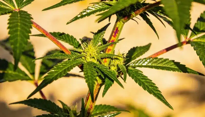Planta de cannabis en desarrollo, qué es el cultivo in vitro en el cultivo de cannabis y cómo esta técnica permite la multiplicación genética controlada y libre de patógenos