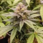 Cómo cultivar cannabis ayuda a la salud mental y al bienestar.