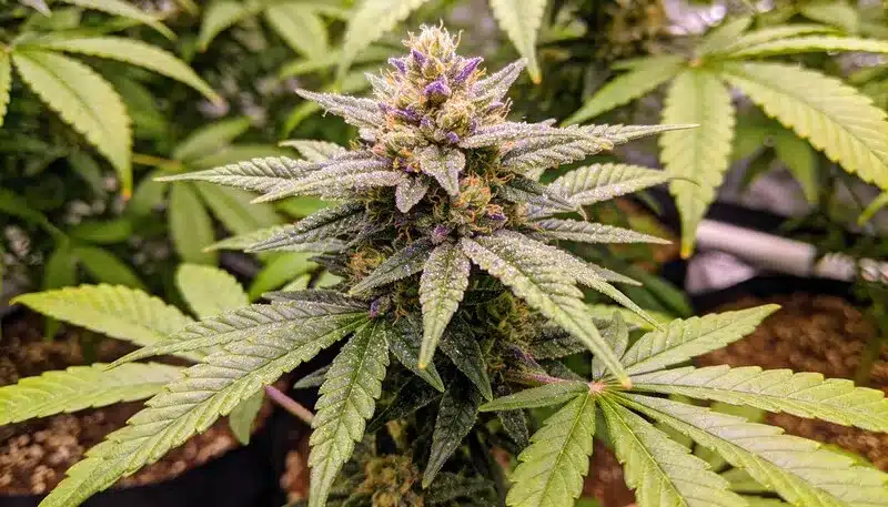 Cómo cultivar cannabis ayuda a la salud mental y al bienestar.