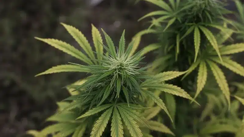 Variedades de cannabis de menta de alto rendimiento en floración.